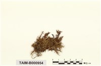 藏品(分皮絹苔)的圖片